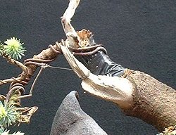 Picea raffia