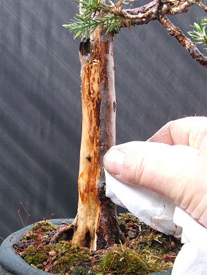 excess water on the surface of the wood