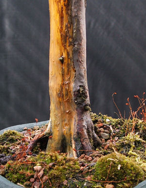 clean the bark.
