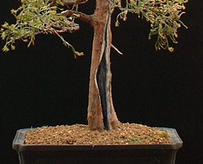 hollow trunk