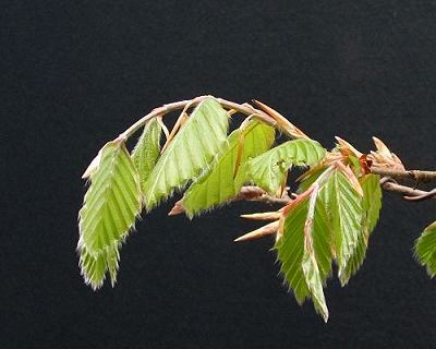 Advanced Pruning Techniques for Fagus sylvatica/European Beech Bonsai 