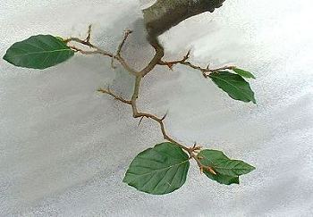 Advanced Pruning Techniques for Fagus sylvatica/European Beech Bonsai 