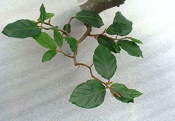 Advanced Pruning Techniques for Fagus sylvatica/European Beech Bonsai 