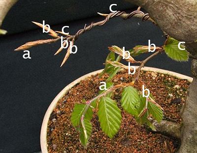 Advanced Pruning Techniques for Fagus sylvatica/European Beech Bonsai 